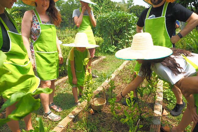 Full Day Thai Cooking at Farm (Chiang Mai) - From hotel pickup to market basics in Chiang Mai