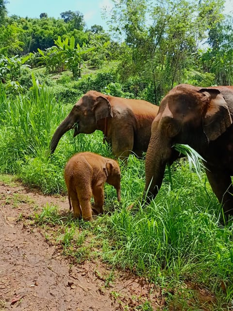 Full-day with CHIANGMAI ELEPHANT CARE and Sticky waterfall - Quick highlights you’ll remember