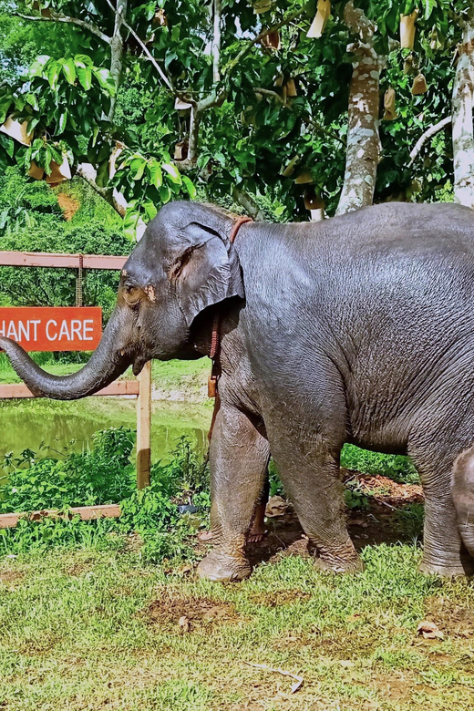 Full-day with CHIANGMAI ELEPHANT CARE and Sticky waterfall - Lunch Break, Shower Time, and Why the Timing Is Smart