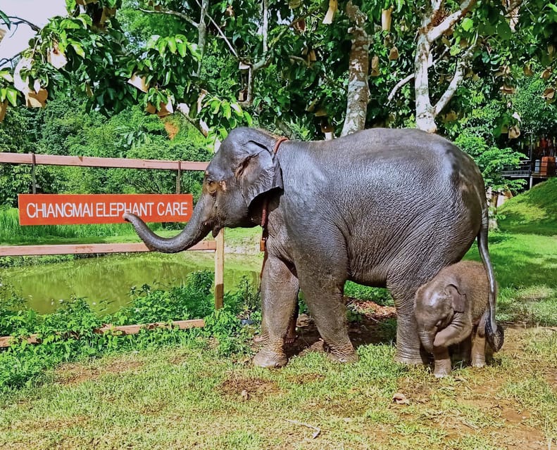 Full-day with CHIANGMAI ELEPHANT CARE and Sticky waterfall - Who This Tour Is Best For (And Who Might Want to Skip)