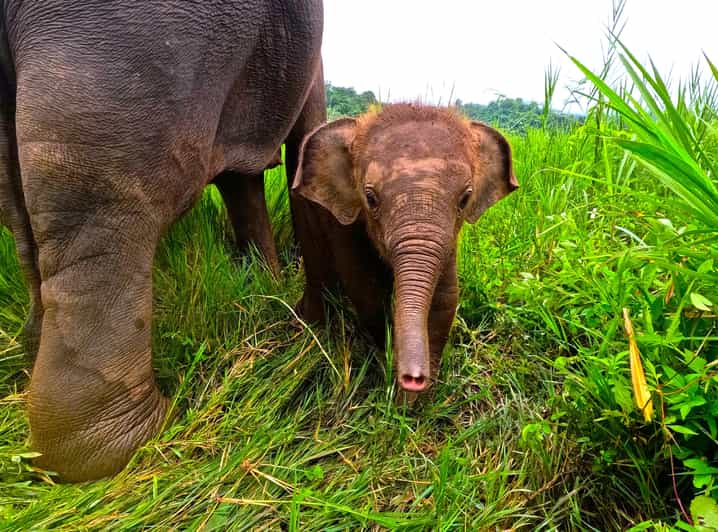 Full-day with CHIANGMAI ELEPHANT CARE and Sticky waterfall - Pickup, Mae Taeng Drive, and Camp Arrival (Uniforms First)