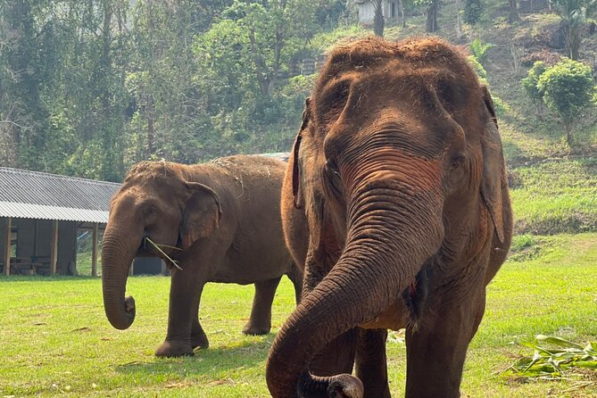 Half-Day Elephant Experience at Rantong - Ran-Tong Save & Rescue: why this half-day feels worth it