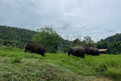 Half-Day Elephant Experience at Rantong - Pickup from Chiang Mai: the road time is real