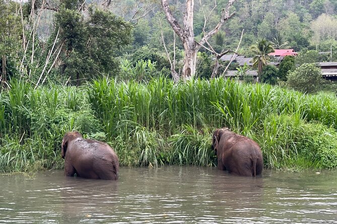 Half-Day Elephant Experience at Rantong - The Thai meal break: lunch or dinner that actually satisfies