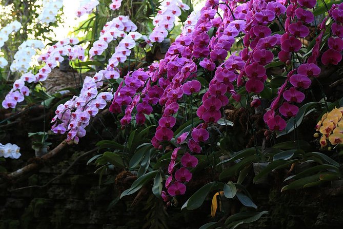 Half Day Phra That Doi Kham Temple and Royal Park Rajapruek (Private Tour) - A Smart Half-Day Combo for Chiang Mai