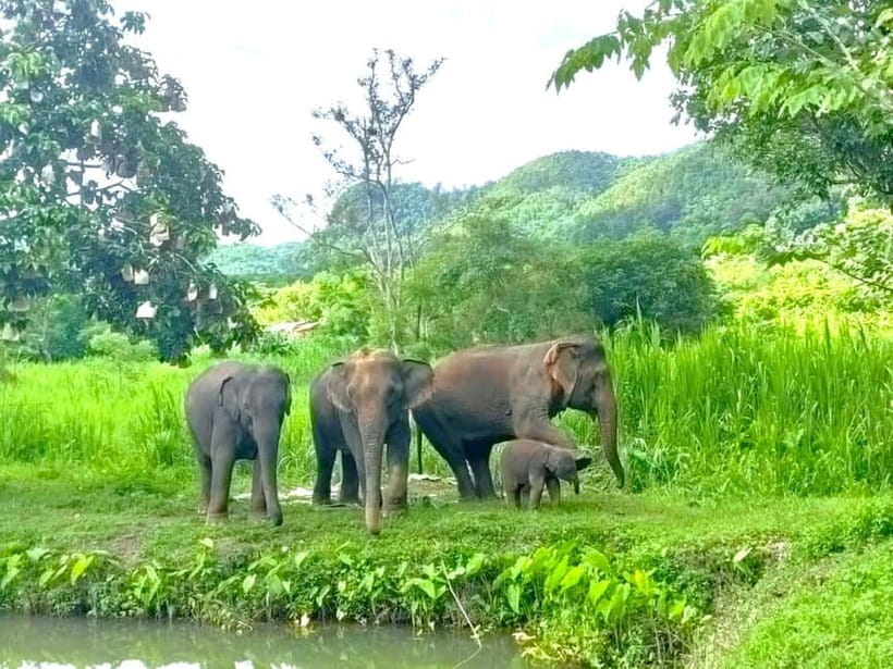 Half-day with CHIANGMAI ELEPHANT CARE program (12pm-6pm.) - Changing into the day: uniforms, briefing, then lunch