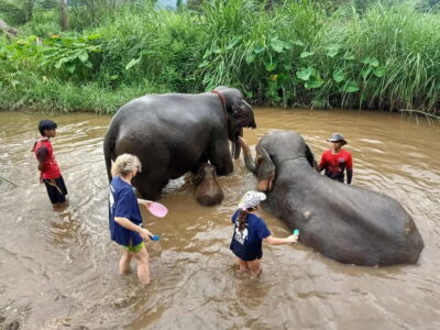 Half-day with CHIANGMAI ELEPHANT CARE program (12pm-6pm.) - Meeting point and how the transport works