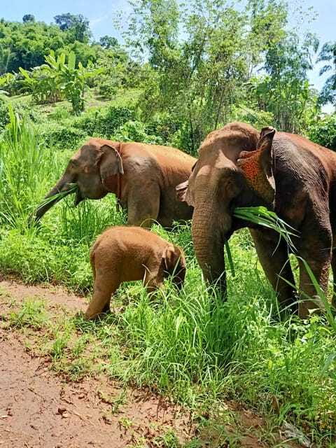 Half-day with CHIANGMAI ELEPHANT CARE program (12pm-6pm.) - Price and value: what your $54 includes (and why it’s not just a ticket)
