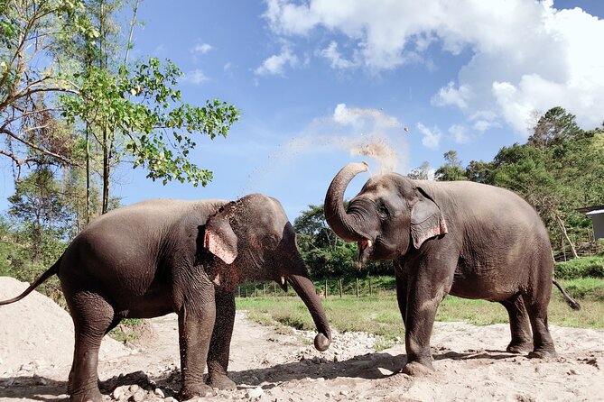 Inthanon Heaven Trail(Living Green Elephant Sanctuary) - Living Green Elephant Sanctuary: what your elephant time is really about