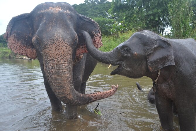 Inthanon Heaven Trail(Living Green Elephant Sanctuary) - Lunch and the transition from elephants to the mountains