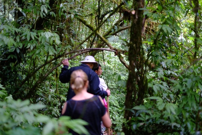 Inthanon Small-Group with Kew Mae Pan Trail from Chiang Mai include Lunch - Heading To Thailand’s Highest Summit: 2,565 Meters Of Reward