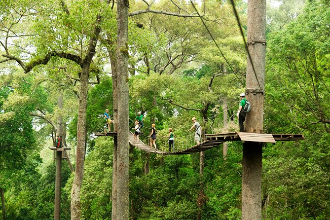 Jungle Flight Zipline Roller Coaster - The 1000-Year-Old Forest Setup: Gear Up, Safety Briefing, and a Quick Trek