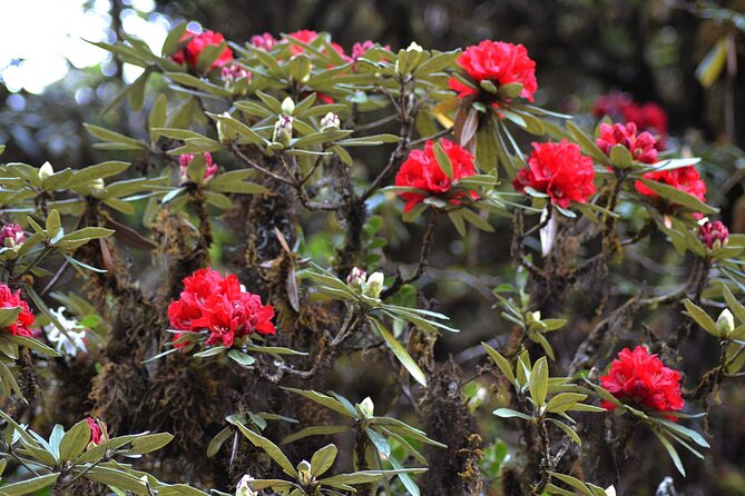 Mount Doi Inthanon National Park Sunrise and Hiking - Price and Value: What $126.51 Covers (and Why It’s Not Just a Ticket)