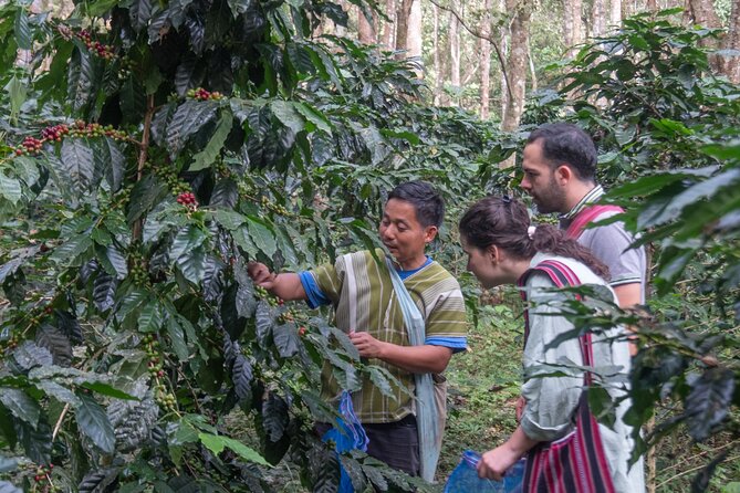 Off the Map Chiang Mai Jungle Coffee Trek Roast and Brew - Price and Value at About $123: What You Really Get