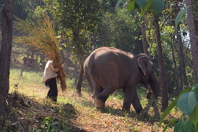 One day Elephants in Nature Experience & Grand Canyon Jumping - Key highlights at a glance