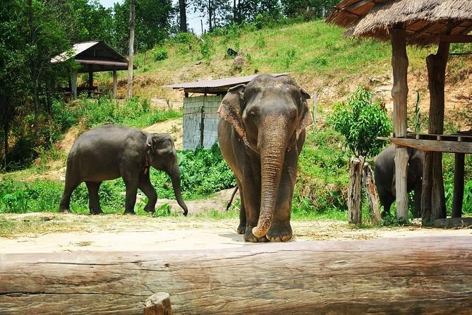 One day Elephants in Nature Experience & Grand Canyon Jumping - The guide factor: why English + staying with you matters