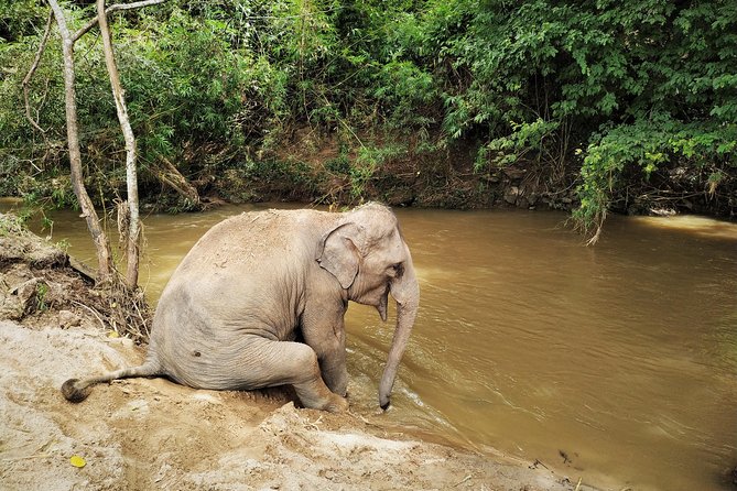 One Day Hiking and Elephant experience by Chiang Mai Elephant Home - Lunch, Water, and the Small Comforts That Matter