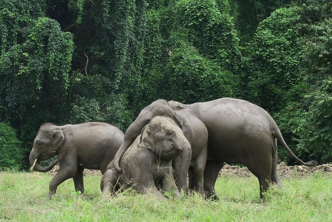 One Day Hiking and Elephant experience by Chiang Mai Elephant Home - Ethics and Animal Welfare: Reading Between the Lines