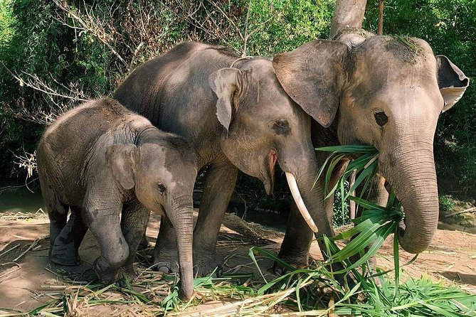 One Day Hiking and Elephant experience by Chiang Mai Elephant Home - Price and Value: Is $93.61 a Smart Use of Your Chiang Mai Day?
