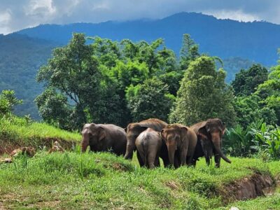 Rantong elephant sanctuary Chiangmai - Getting from Chiang Mai Old City to the camp (and why transport is part of the experience)