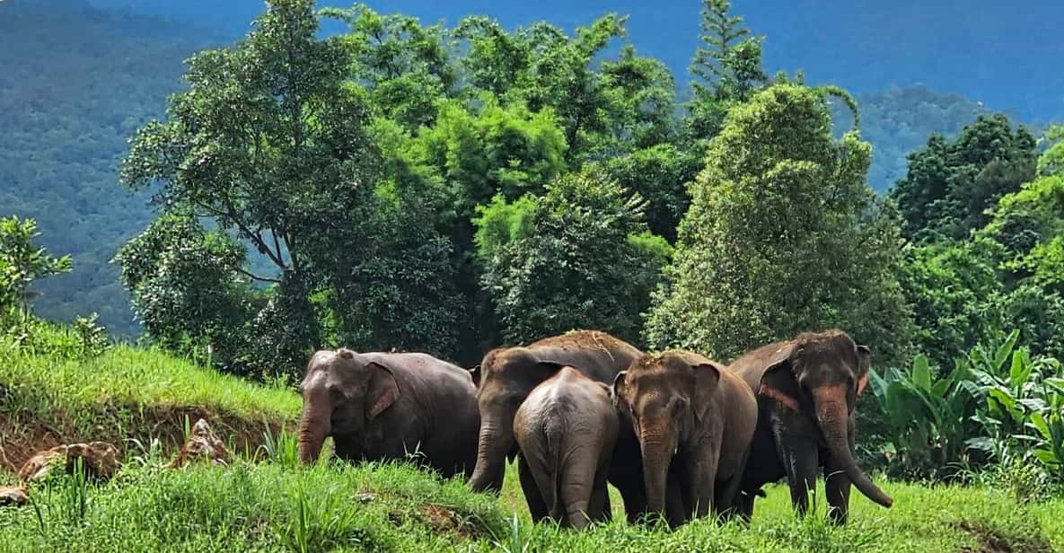 Rantong elephant sanctuary Chiangmai - Who this tour fits best in Chiang Mai