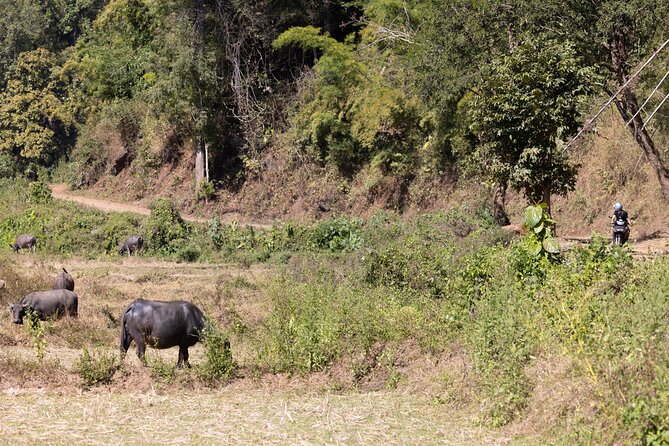 Scooter Adventure with elephants, views and FUN drive yourself - Who should book this (and who might want a different style)