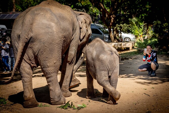 Scooter Adventure with elephants, views and FUN drive yourself - Practical tips so your day feels smooth (not stressful)