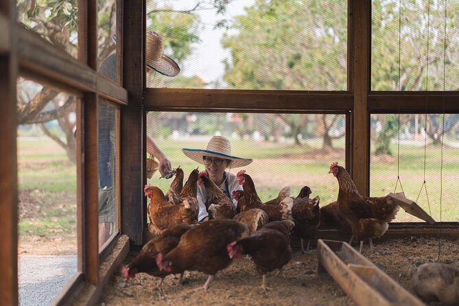 Sunset Thai Cooking with Grandma - Farm & Evening Feast - Mango sticky rice: dessert you actually learn to make